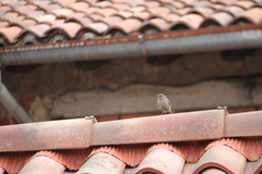 Phoenicurus ochruros