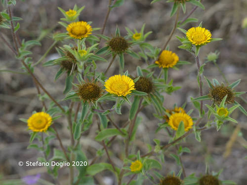 Spiny Starwort