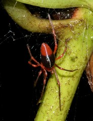 Dimidamus dimidiatus