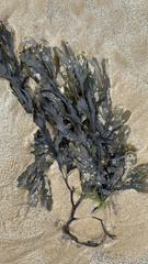 Fucus serratus