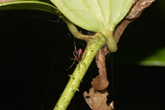 Dimidamus dimidiatus