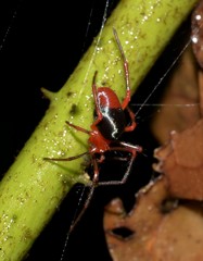 Dimidamus dimidiatus