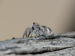 Pseudomogrus albocinctus