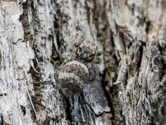 Pseudomogrus albocinctus