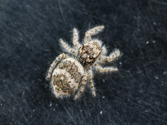 Pseudomogrus albocinctus