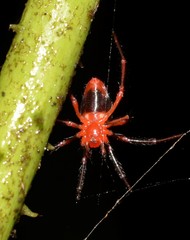 Dimidamus dimidiatus
