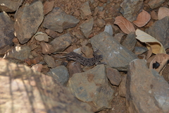 Pachydactylus maculatus