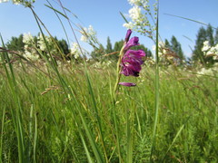 Gladiolus tenuis