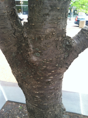 Lecanoromycetidae