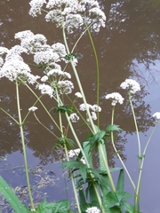 Valeriana dioica