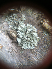Lecanoromycetidae