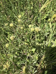 Trifolium ochroleucon