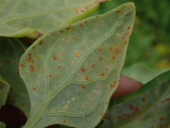 Puccinia tetragoniae novae-zelandiae