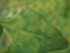 Puccinia tetragoniae novae-zelandiae