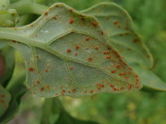 Puccinia tetragoniae novae-zelandiae