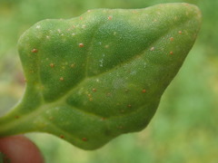 Puccinia tetragoniae novae-zelandiae