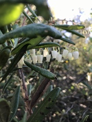 Comarostaphylis diversifolia diversifolia