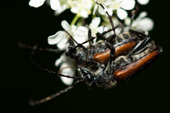 Paracorymbia maculicornis