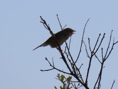 Cisticola natalensis
