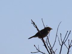 Cisticola natalensis