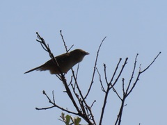 Cisticola natalensis