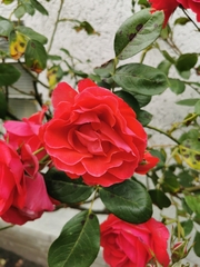 Rosa