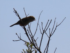 Cisticola natalensis