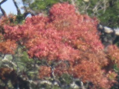 Hymenocardia ulmoides