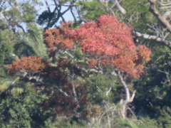 Hymenocardia ulmoides