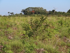 Hymenocardia ulmoides