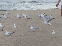 Chroicocephalus novaehollandiae novaehollandiae