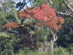 Hymenocardia ulmoides