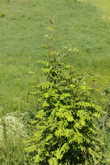 Sorbus aucuparia