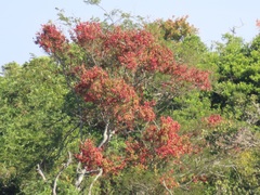 Hymenocardia ulmoides