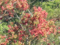 Hymenocardia ulmoides