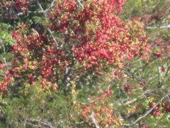 Hymenocardia ulmoides