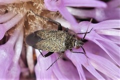 Lepidargyrus ancorifer