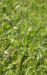 Silene nutans