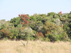 Hymenocardia ulmoides