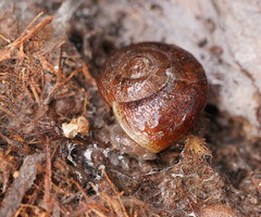 Austrorhytida glaciamans