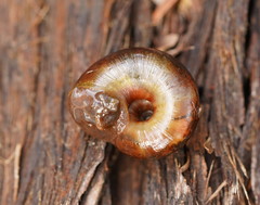 Austrorhytida glaciamans