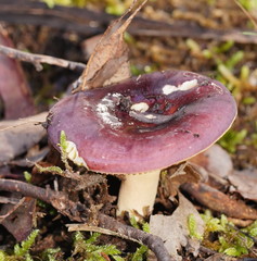 Russula purpureoflava