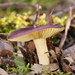 Russula purpureoflava - Photo (c) Reiner Richter, alguns direitos reservados (CC BY-NC-SA), uploaded by Reiner Richter