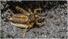 Anurogryllus