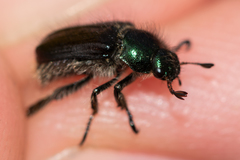 Phyllopertha horticola