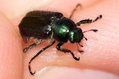 Phyllopertha horticola