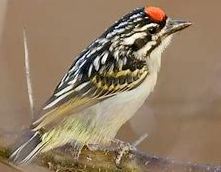 Pogoniulus pusillus