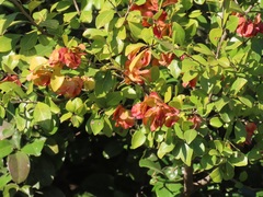 Hymenocardia ulmoides