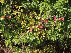 Hymenocardia ulmoides