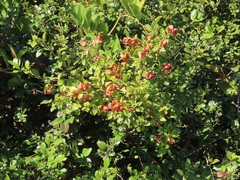 Hymenocardia ulmoides